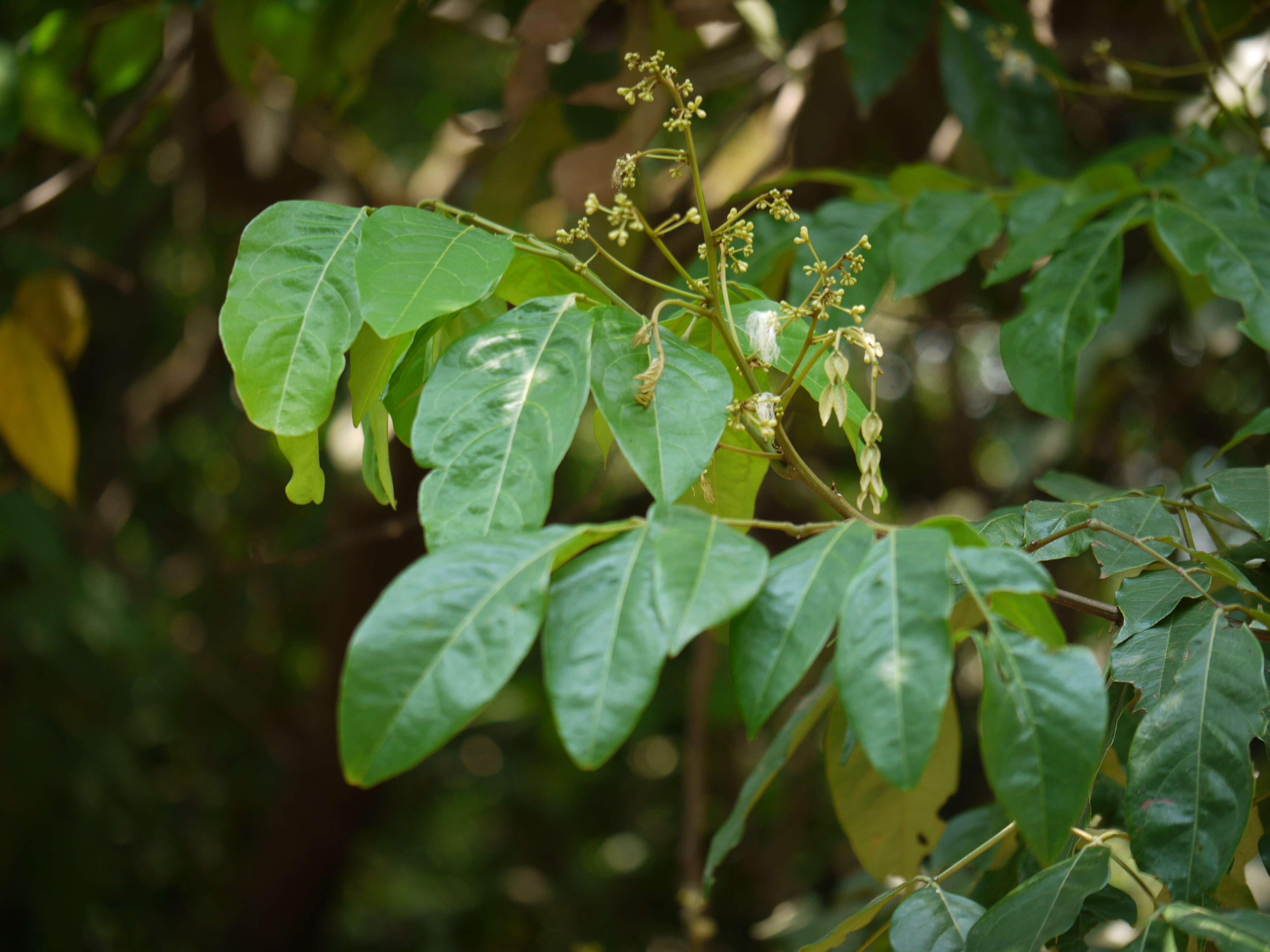 Image of Archidendron bigeminum (L.) I. C. Nielsen