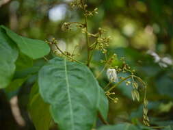 Image of Archidendron bigeminum (L.) I. C. Nielsen