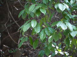 Image of Ficus nervosa Heyne ex Roth