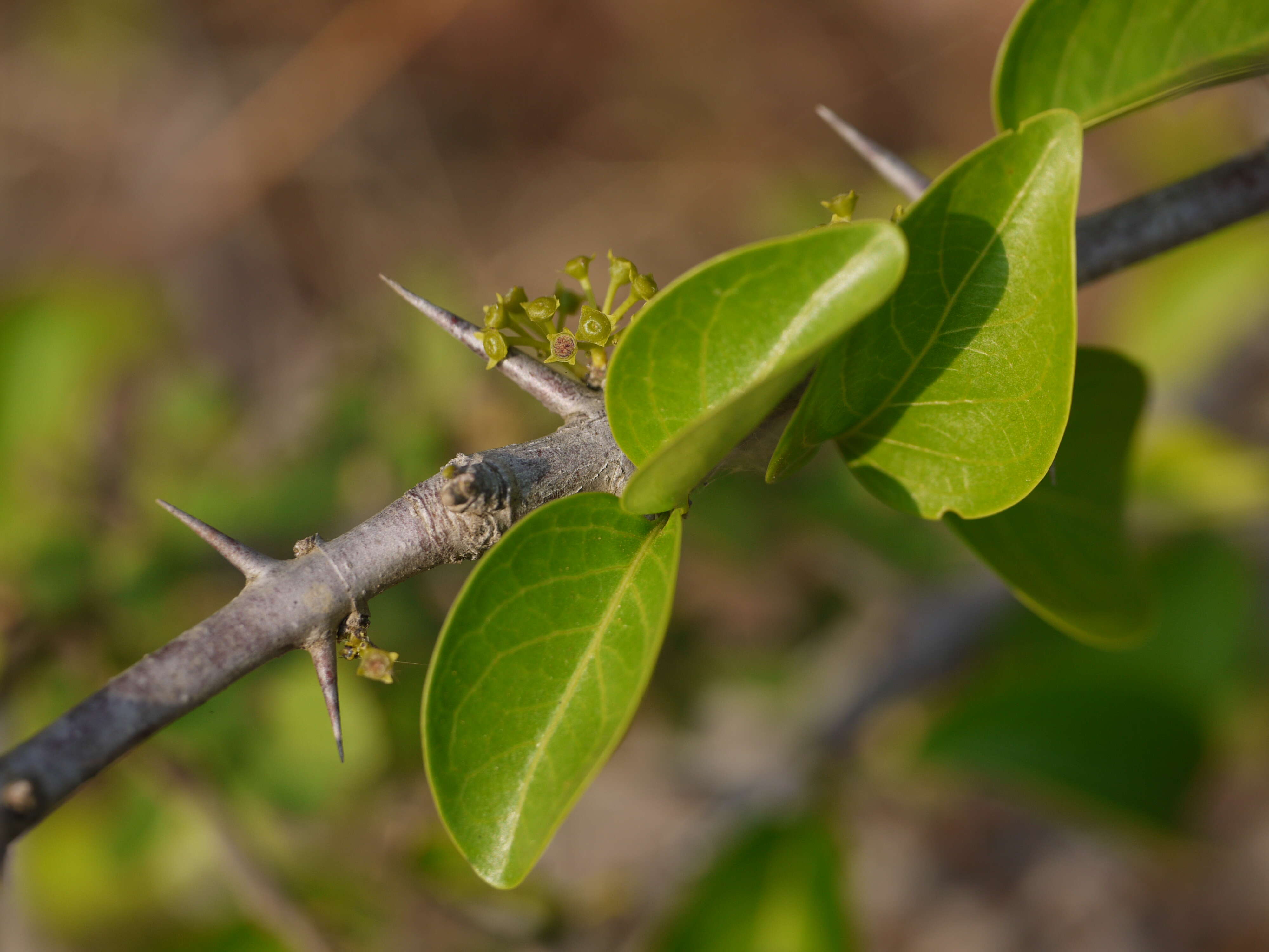 Image of Canthium coromandelicum (Burm. fil.) Alston