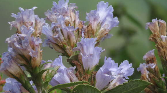 Strobilanthes kunthianus (Wall. ex Nees) T. Anders. ex Benth. resmi