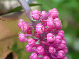 Image de Robiquetia cerina (Rchb. fil.) Garay