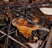 Plancia ëd Austropaxillus infundibuliformis (Cleland) Bresinsky & Jarosch 1999