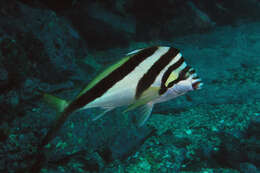 Image of Crested morwong