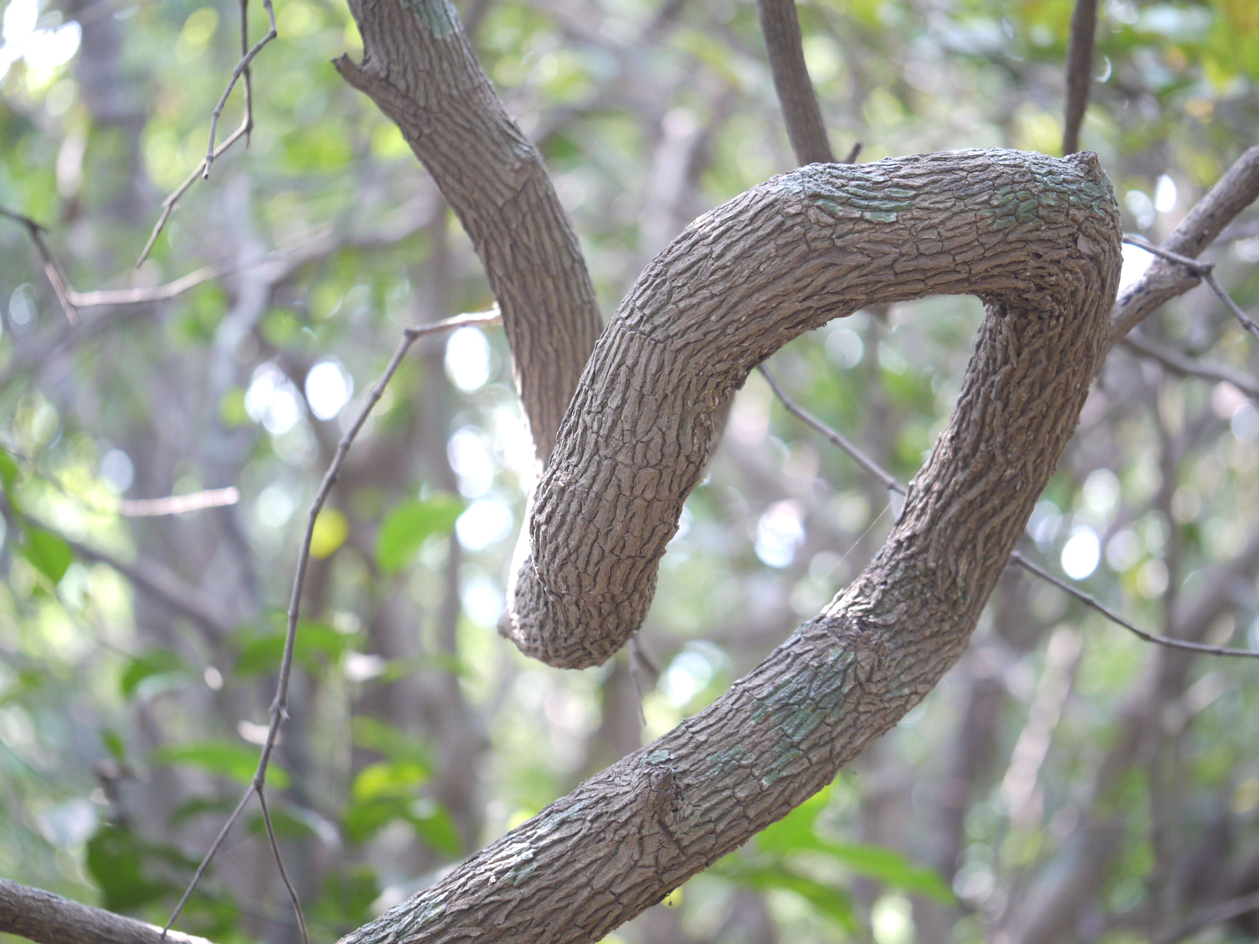 Image of Memecylon umbellatum Burm. fil.