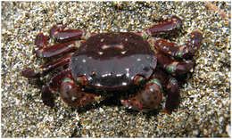 Image of Hemigrapsus nudus