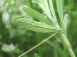 Plancia ëd Peronospora trifolii-arvensis