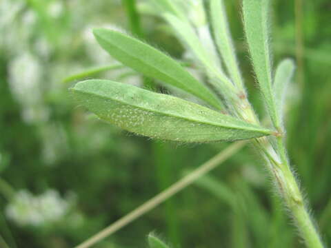 Image de Peronospora trifolii-arvensis