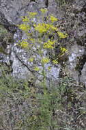 Image of Ferulago campestris (Besser) Grec.