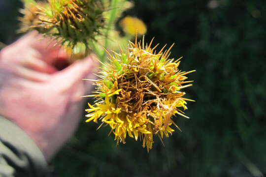 Image of Berkheya carduoides (Less.) Hutch.