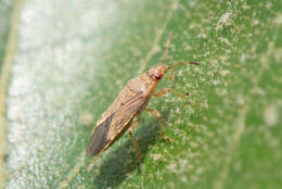 Image of Arocatus longiceps Stal & C. 1872