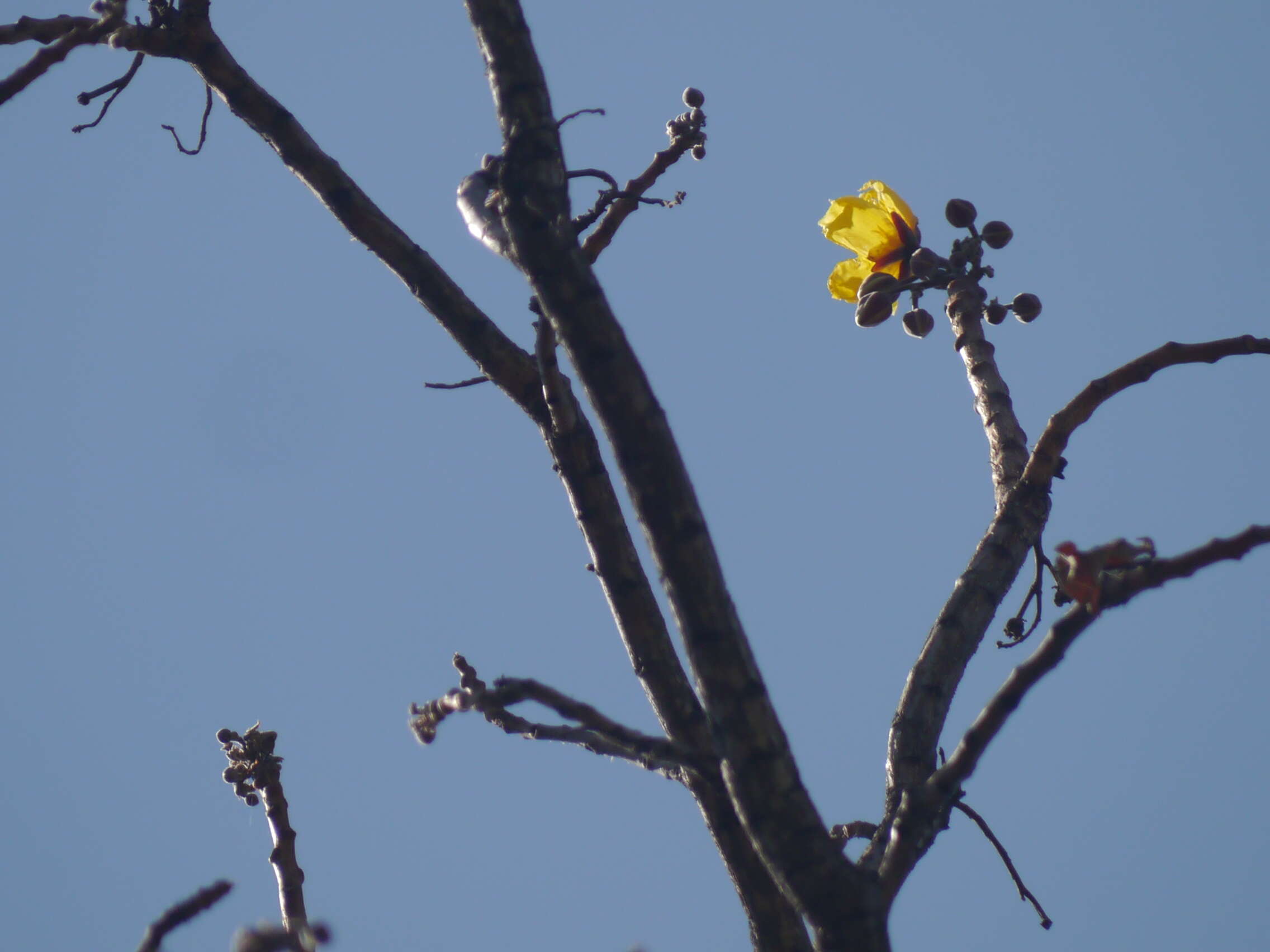 Image of silk-cotton tree