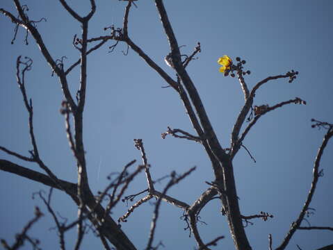 Imagem de Cochlospermum religiosum (L.) Alston