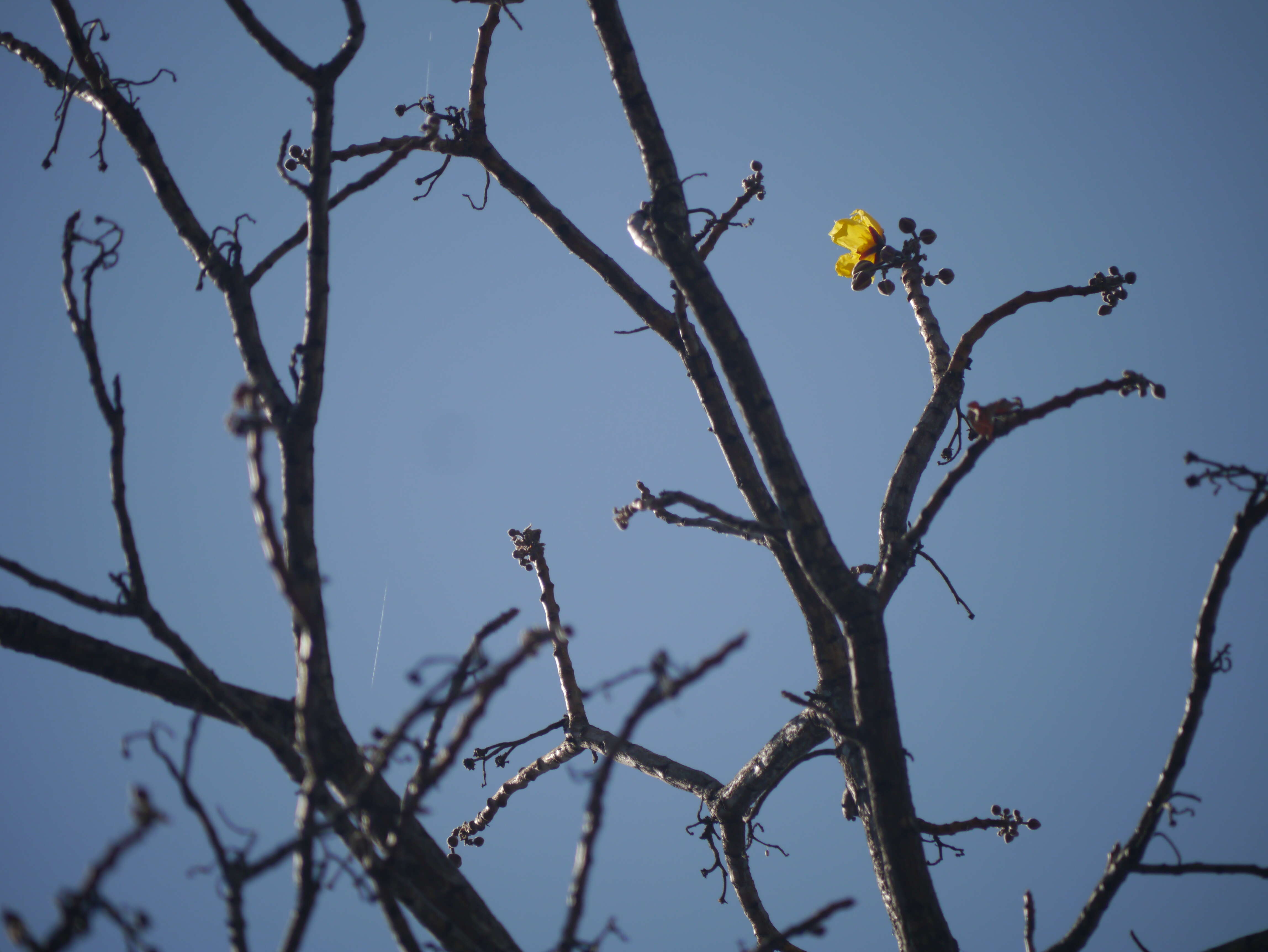 Image of silk-cotton tree