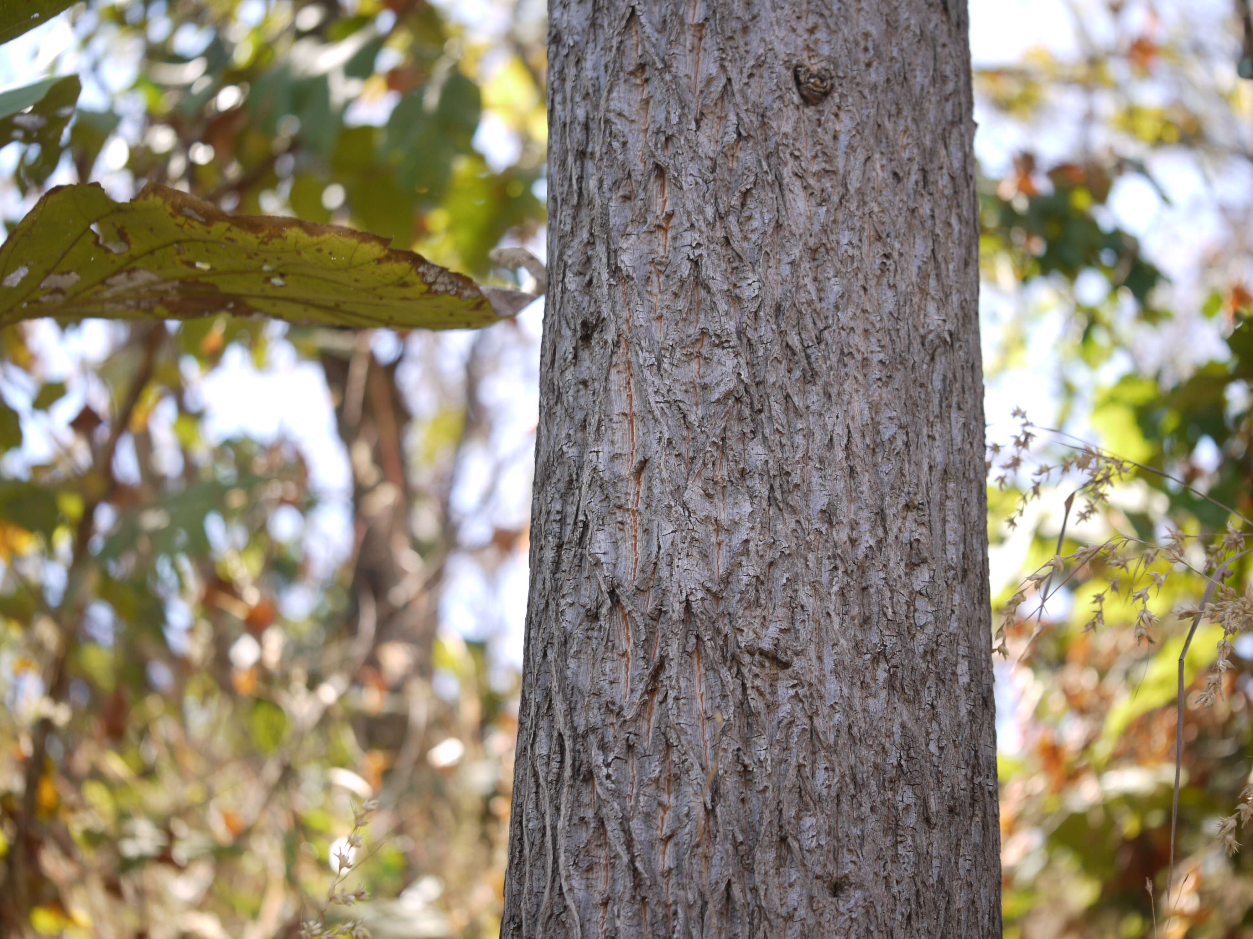 Image of silk-cotton tree