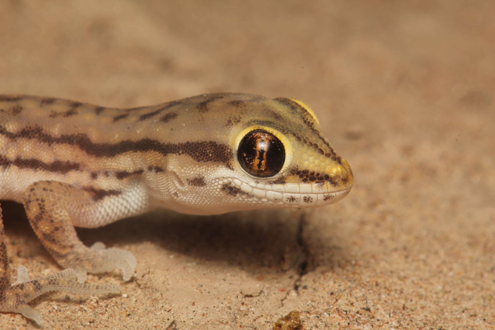 Image of Marked geckos