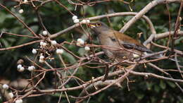 Image of Pale Thrush