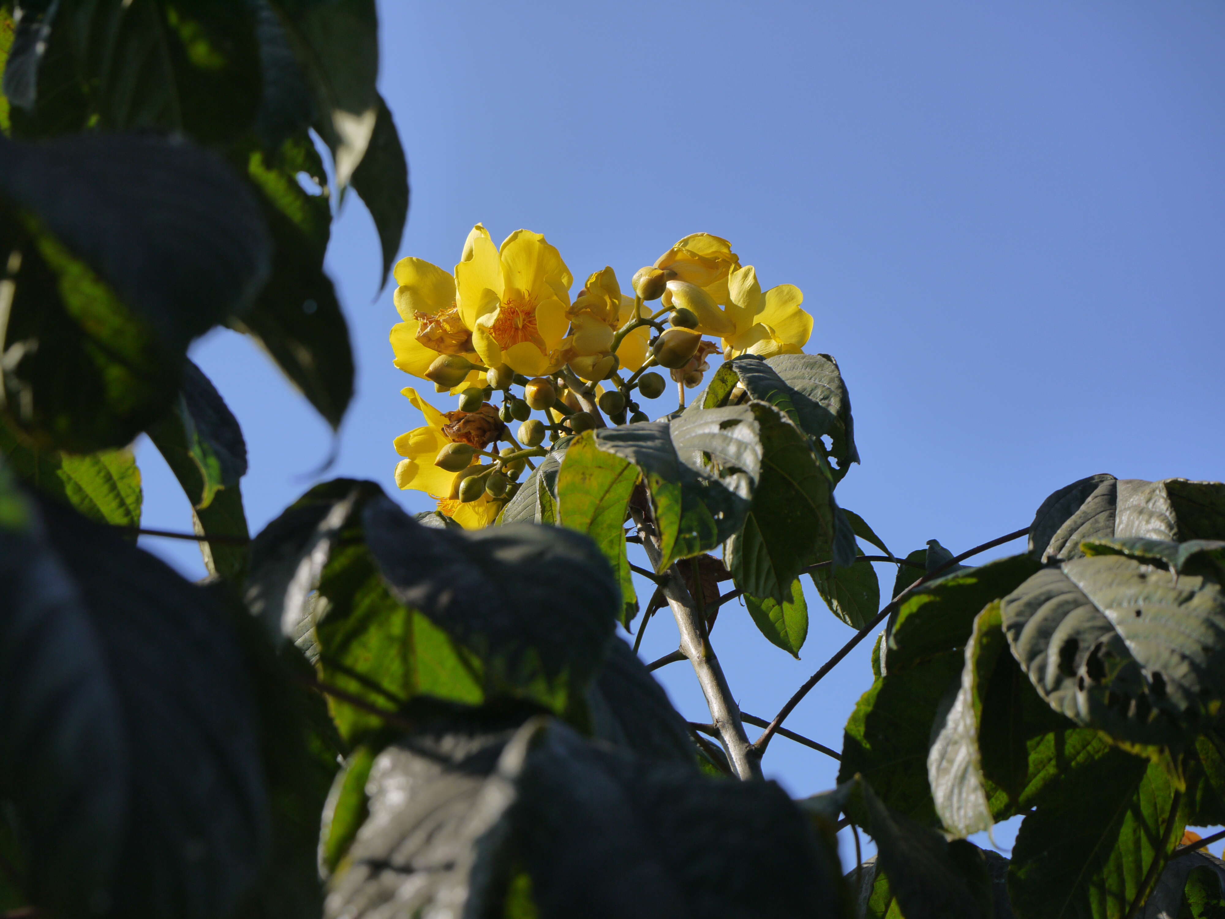 Image of silk-cotton tree