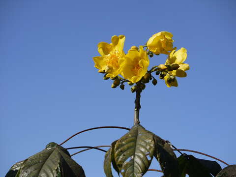 Imagem de Cochlospermum religiosum (L.) Alston