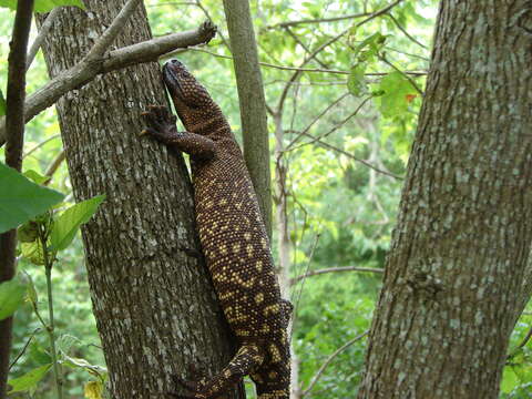 Image of Mexican Beaded Lizard