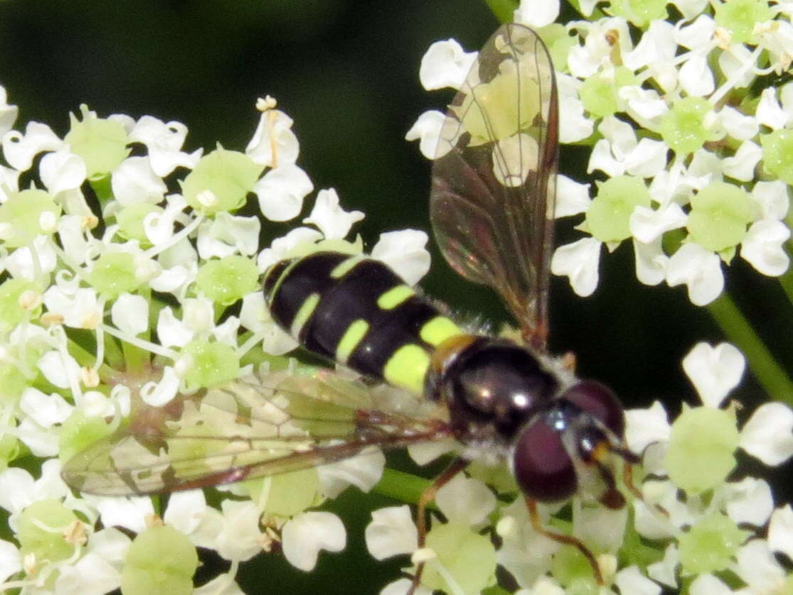 Image of Melangyna fisherii (Walton 1911)