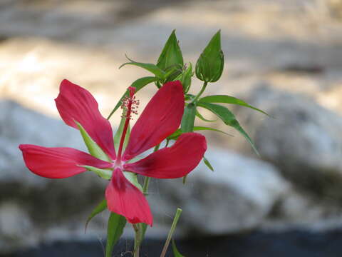 Image of Scarlet Rose-Mallow