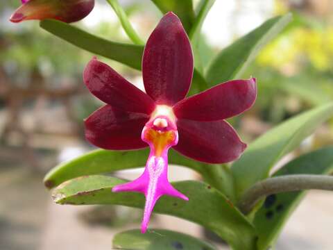 Trichoglottis atropurpurea Rchb. fil. resmi