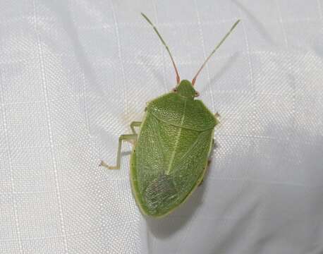 Image of Chlorocoris (Monochrocerus) hebetatus Distant 1890