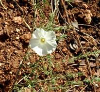 Image of Stebbins' false bindweed