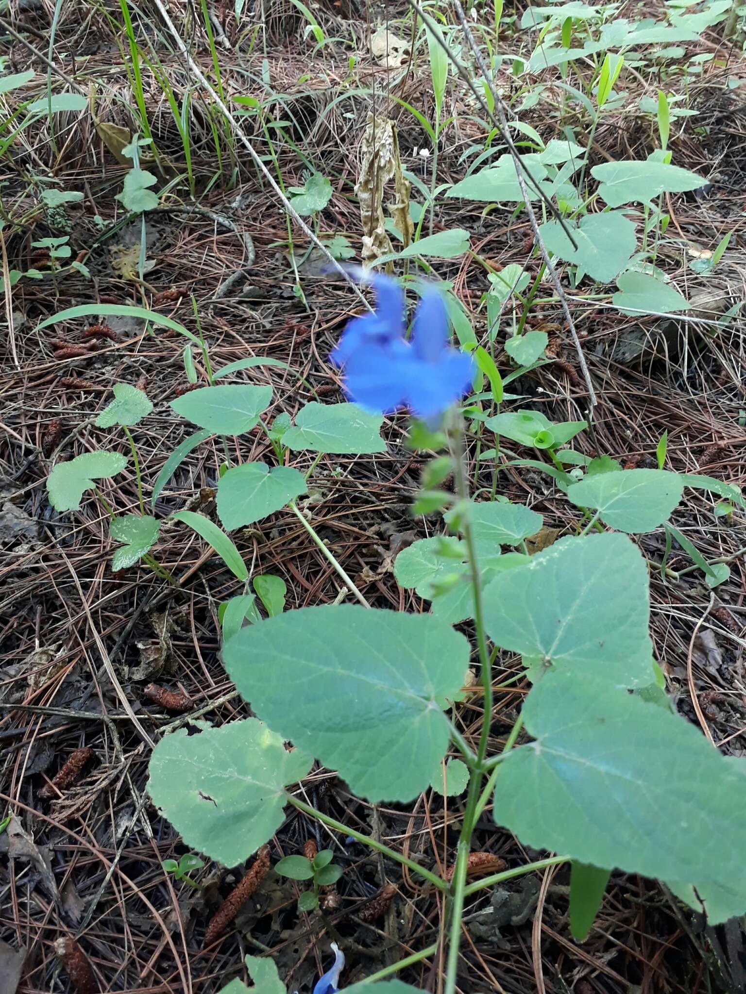 Salvia scutellarioides Kunth resmi