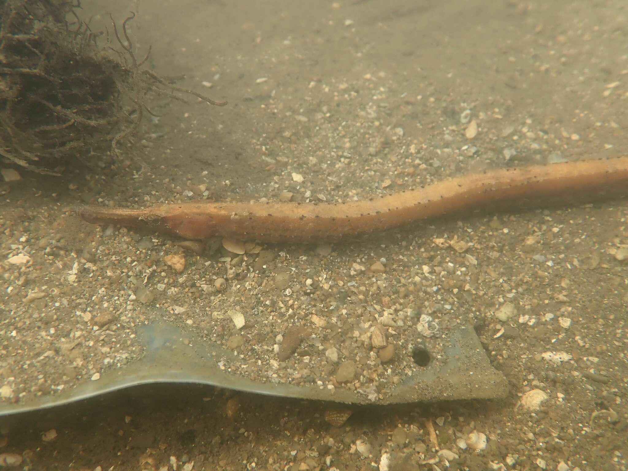 Image of Banded freshwater pipefish