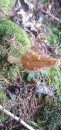 Image of Morchella herediana L. D. Gómez 1971