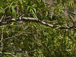 Image of Alstonia venenata R. Br.