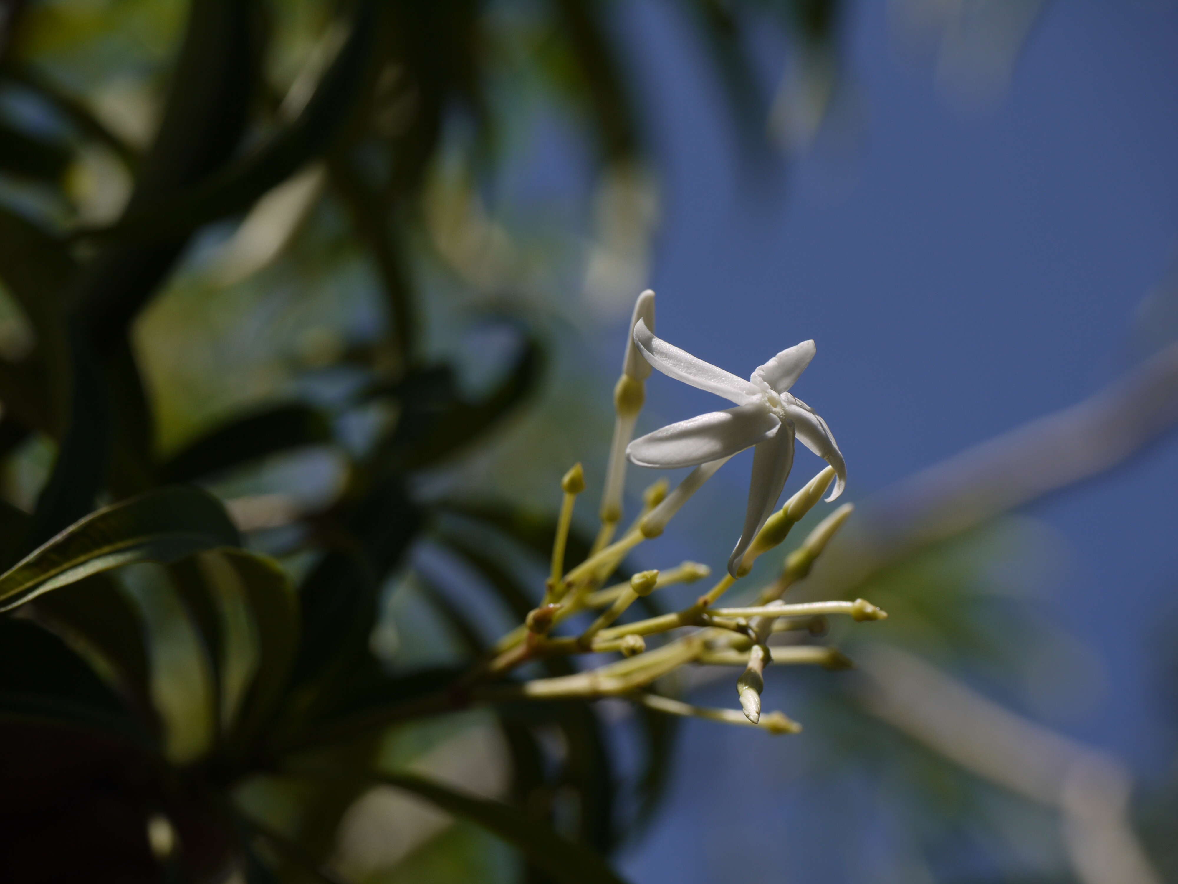 Слика од Alstonia venenata R. Br.