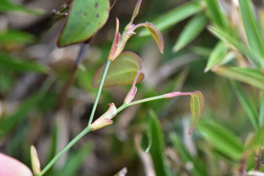 Image of Smilax menispermoidea A. DC.