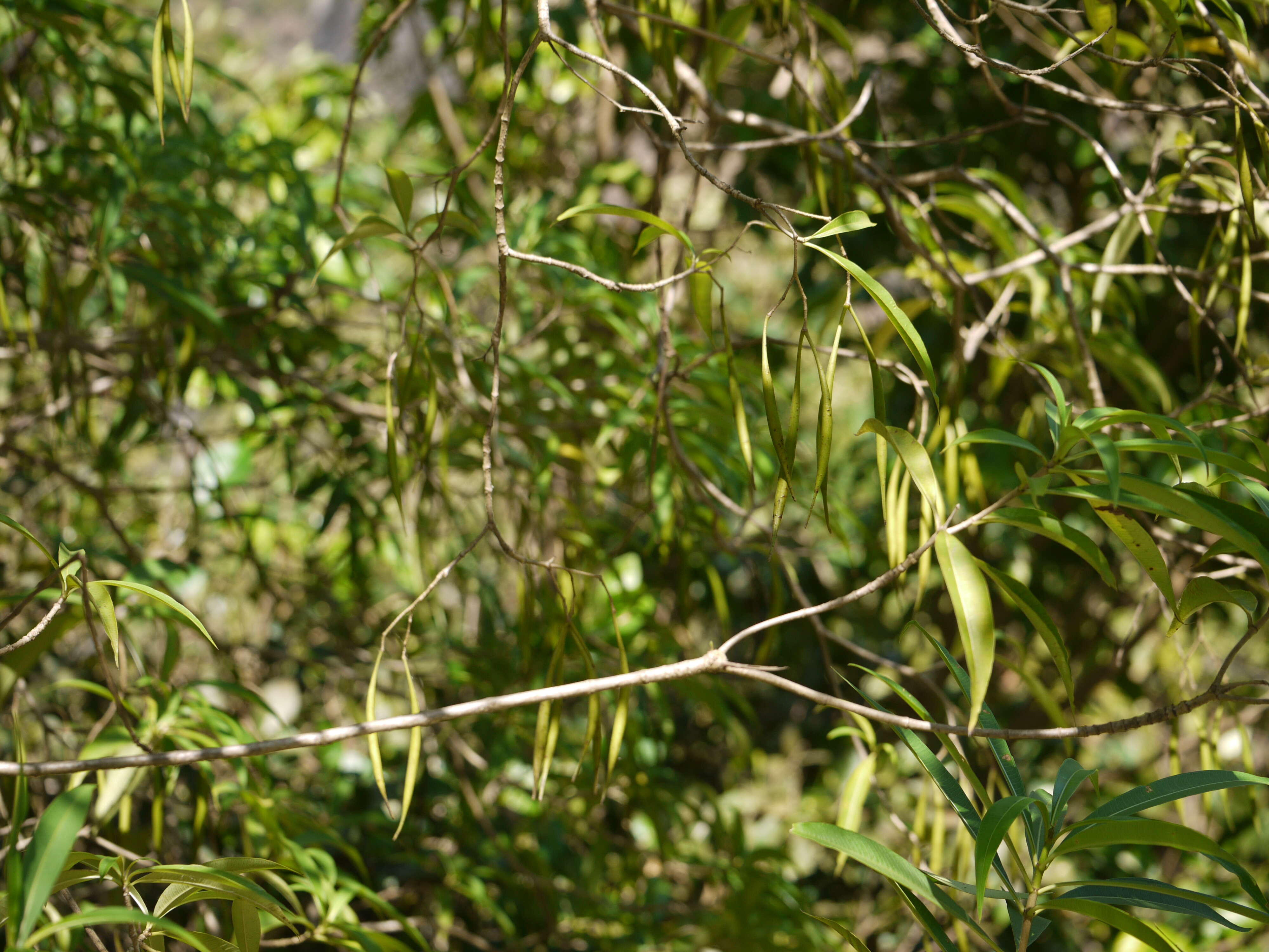 Слика од Alstonia venenata R. Br.