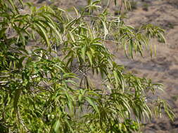 Image of Alstonia venenata R. Br.