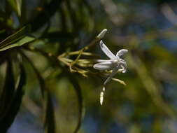 Слика од Alstonia venenata R. Br.