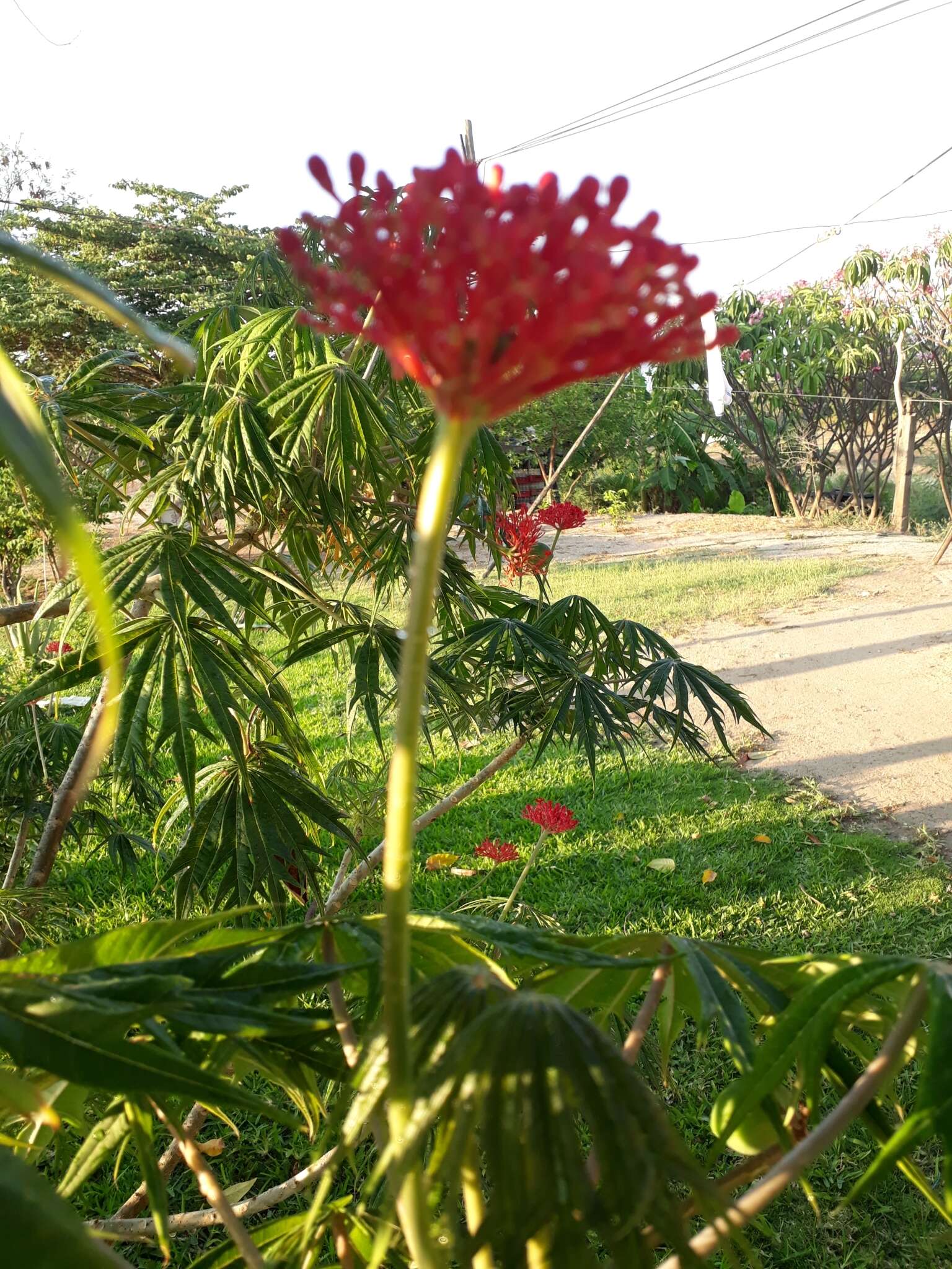 Plancia ëd Jatropha multifida L.