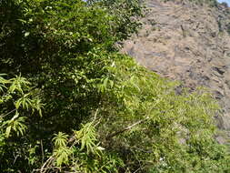 Image of Alstonia venenata R. Br.