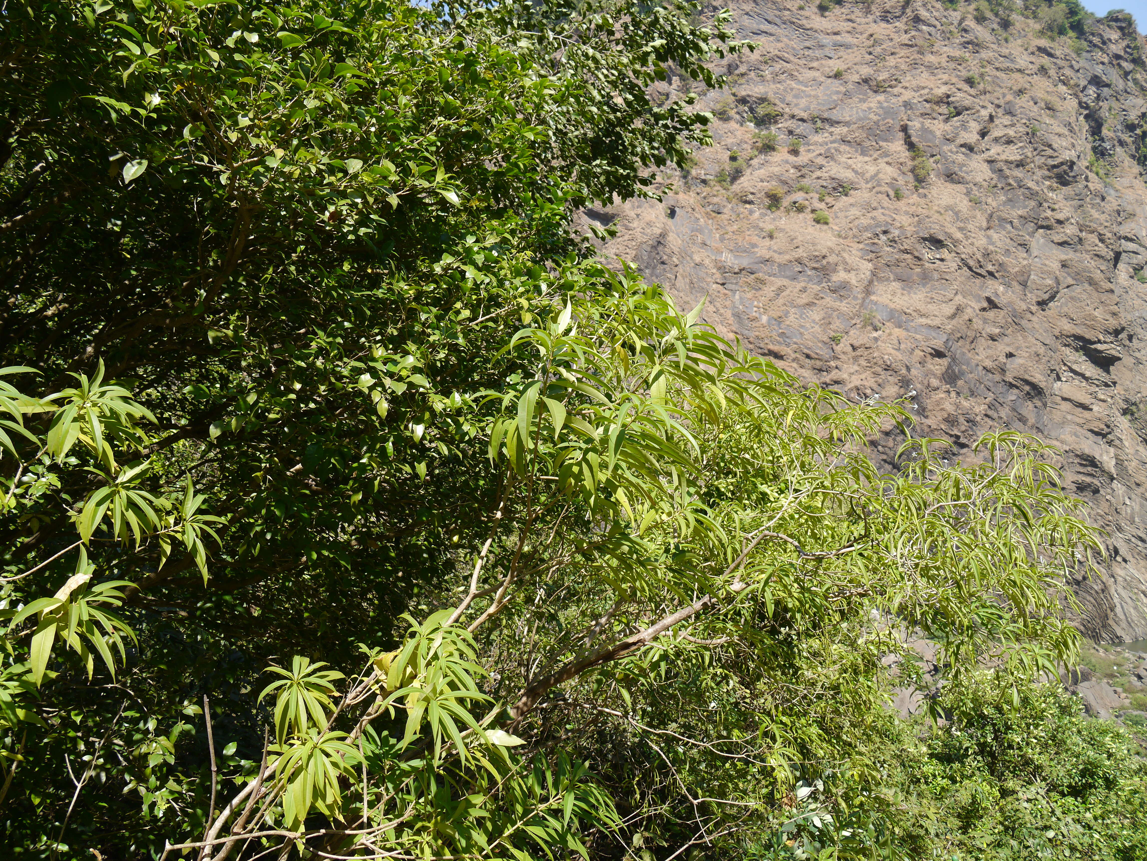 Слика од Alstonia venenata R. Br.