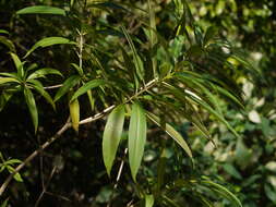 Image of Alstonia venenata R. Br.