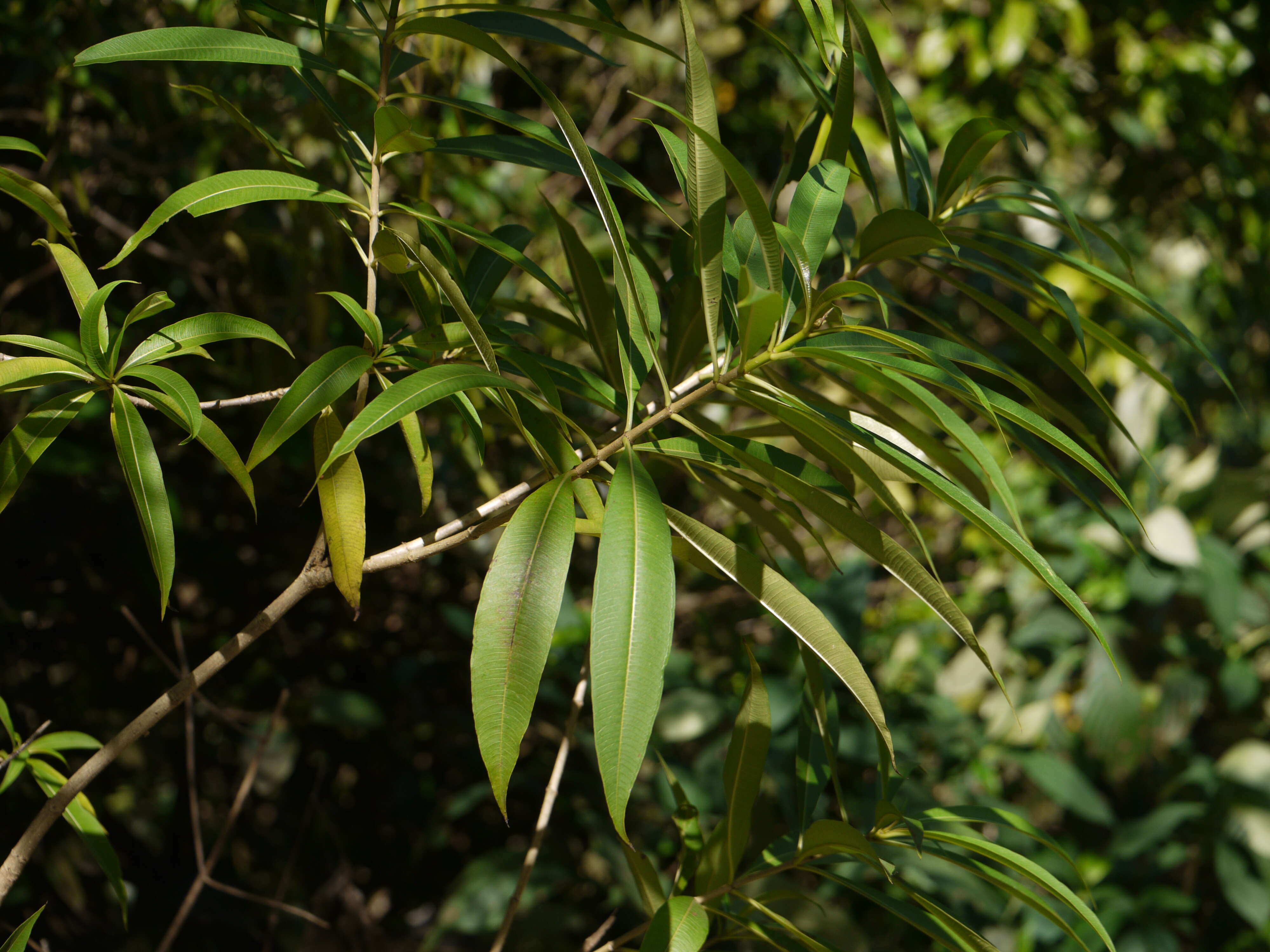 Слика од Alstonia venenata R. Br.