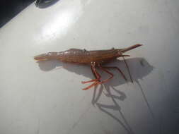 Image of Hokkai shrimp