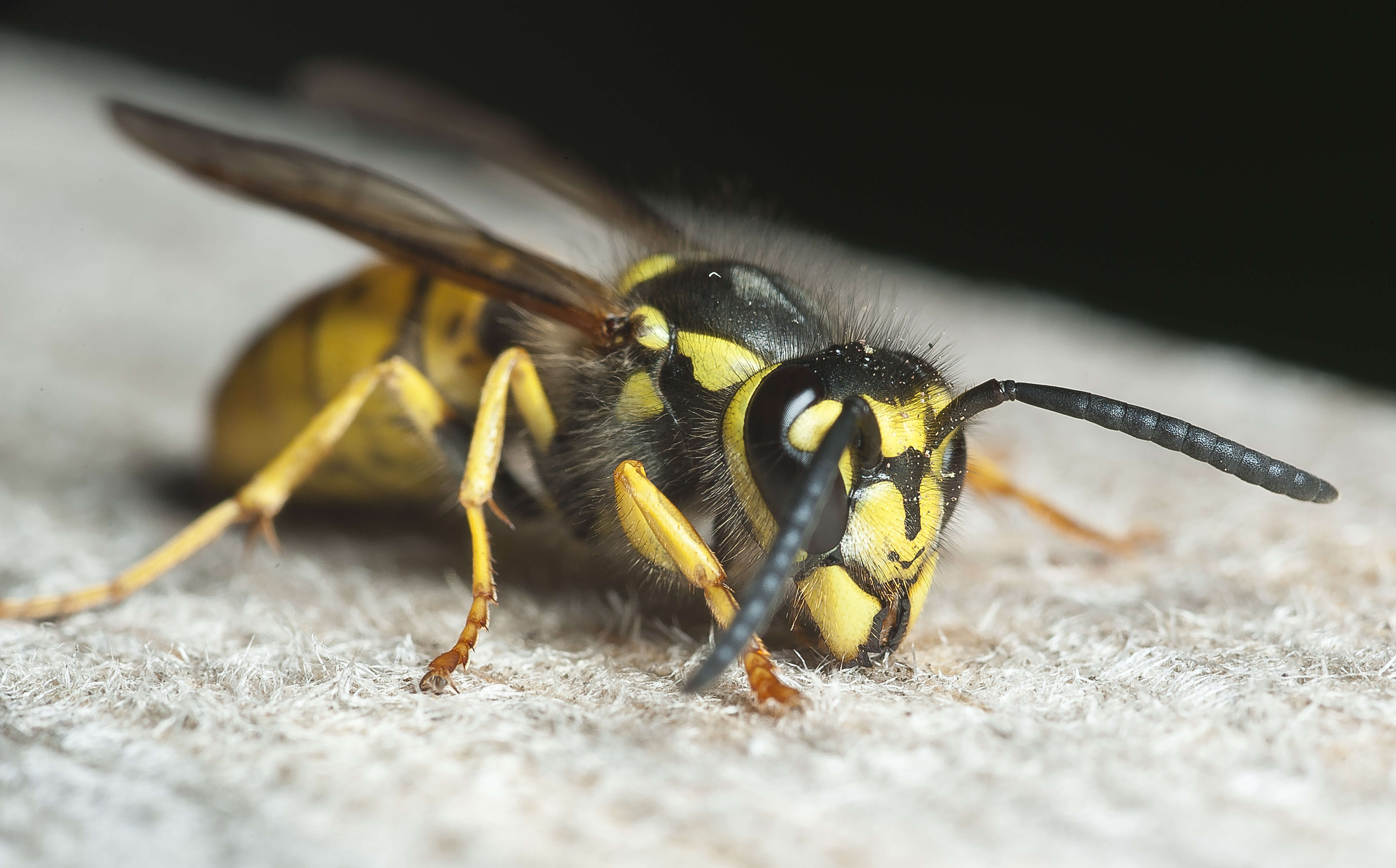 Image of German Wasp