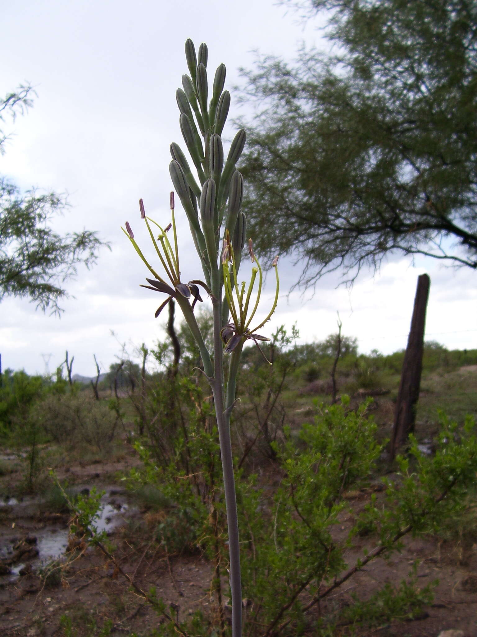 Plancia ëd Agave brunnea S. Watson