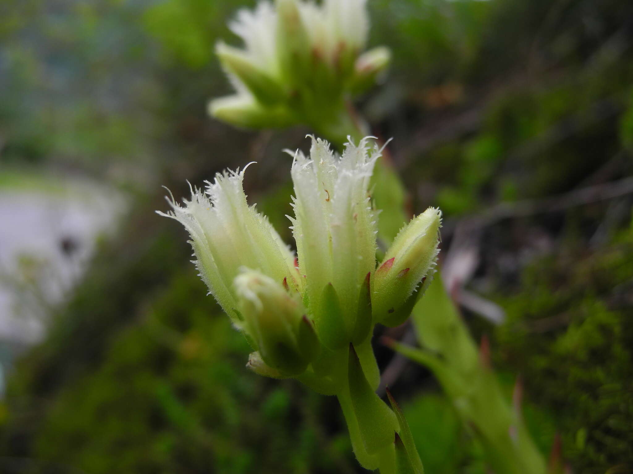 Imagem de Sempervivum globiferum subsp. arenarium (W. D. J. Koch) H.