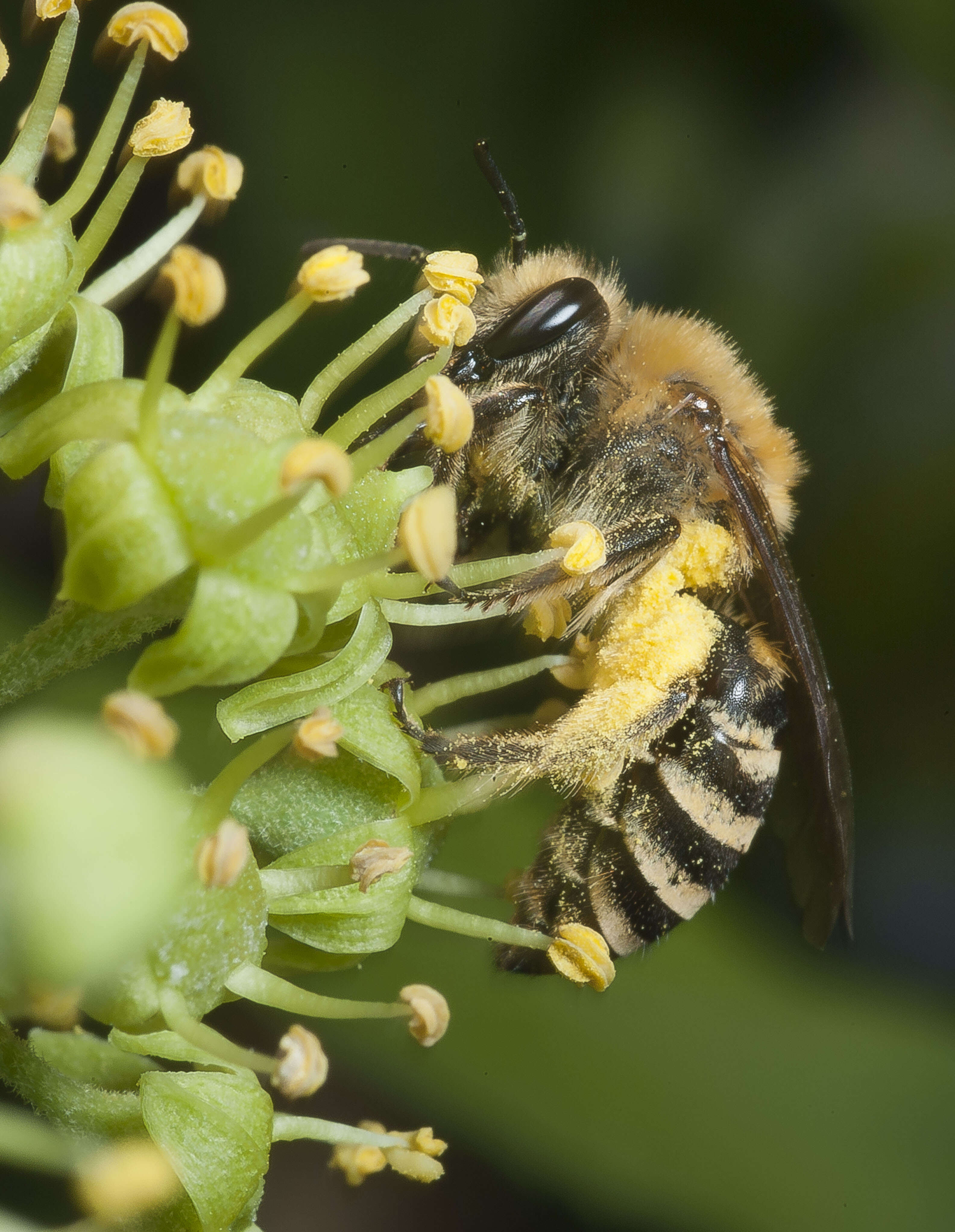 Image of Colletes hederae Schmidt & Westrich 1993