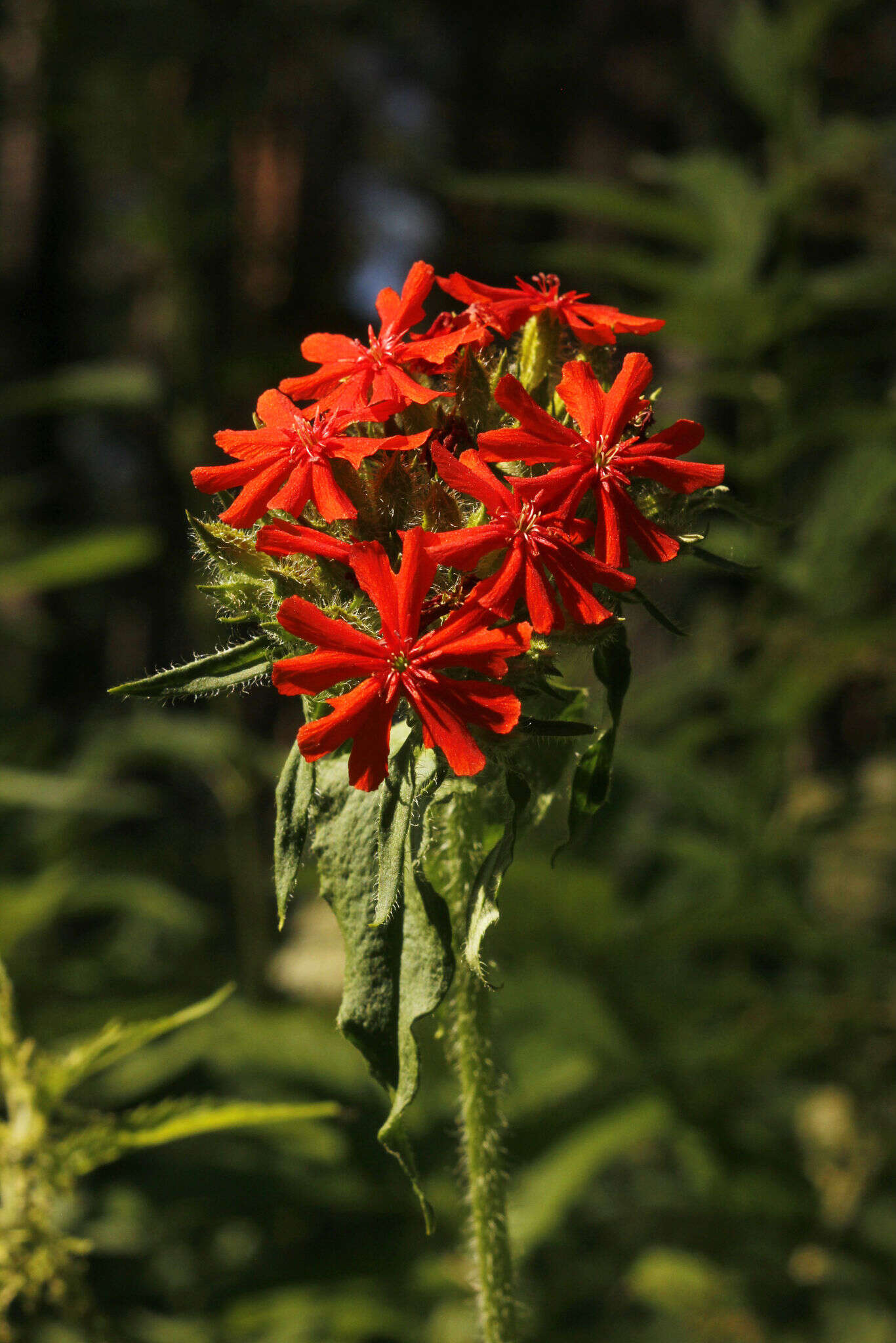 صورة Silene chalcedonica (L.) E. H. L. Krause