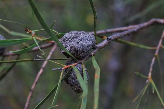 Imagem de Hakea laevipes subsp. laevipes